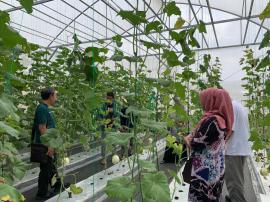 PETIK MELON DI PUTAT AGROCENTER KETIGA SEBAGAI PELAKSANA PROGRAM BKK DAN BANTUAN DANA KEISTIMEWAAN